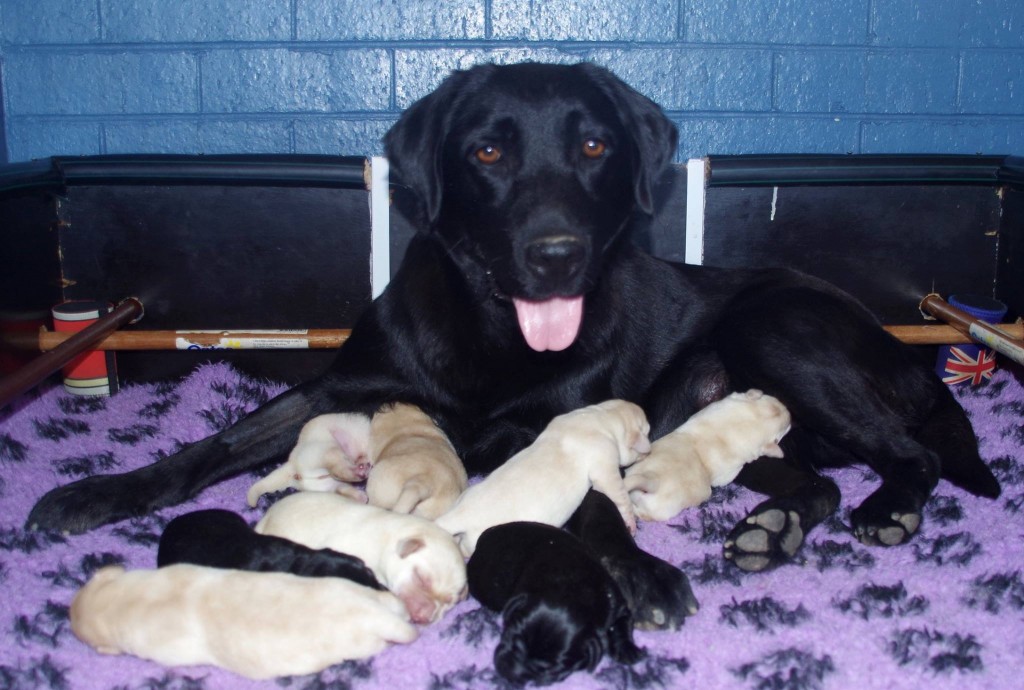 Shadow Shadow and her pups 1 day old