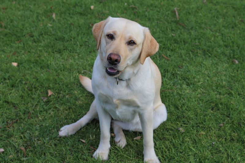 Sadie-1