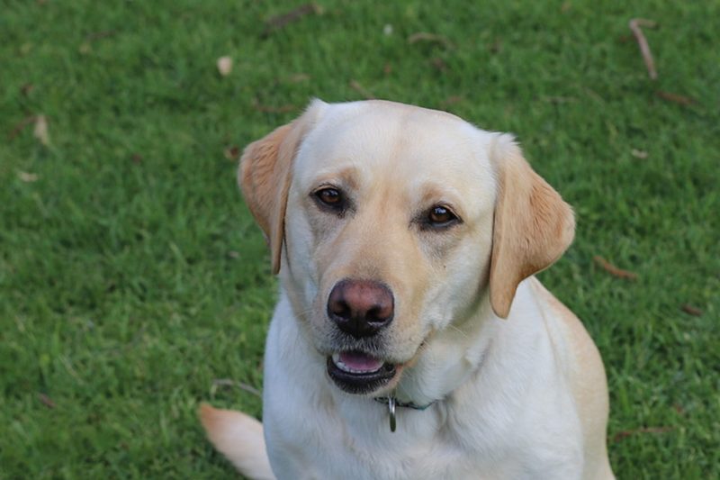 Sadie-2