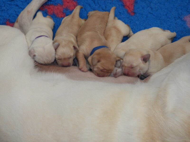 Hope and Bass Puppies
