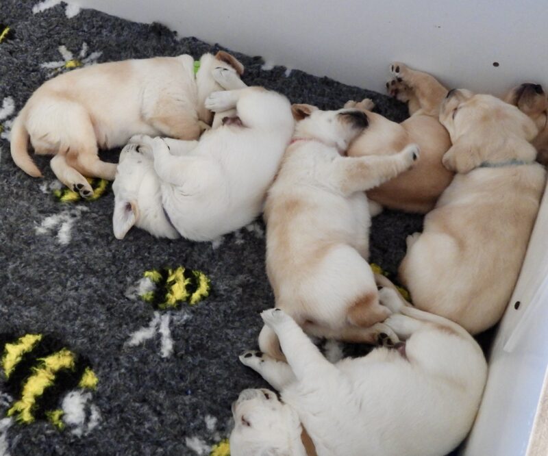 Maple Puppies 2026