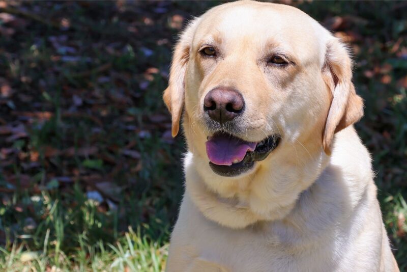 Sadie 1 (1)