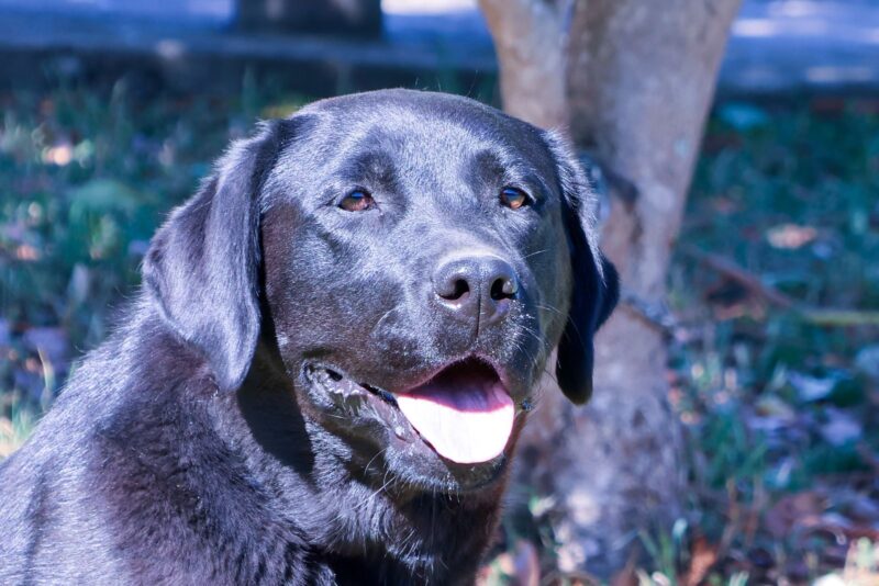 Zena 2 (1)