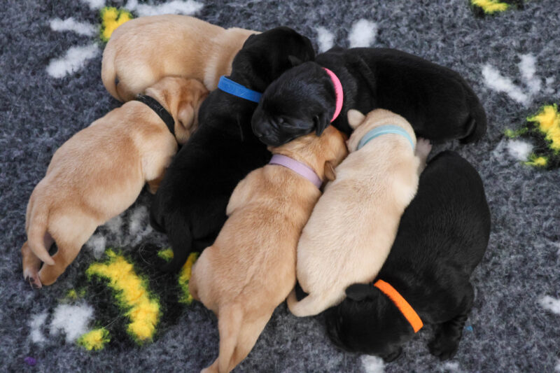 Luna Puppies Jan 2026