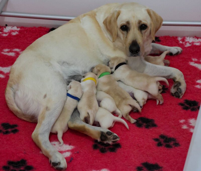 Maple Litter Jan 2026