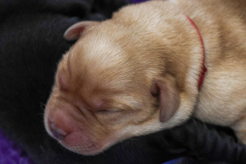 Sadie Pup Jan 2026