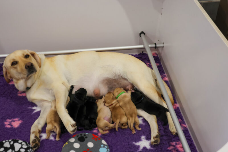 Sadie Pups Jan 2026