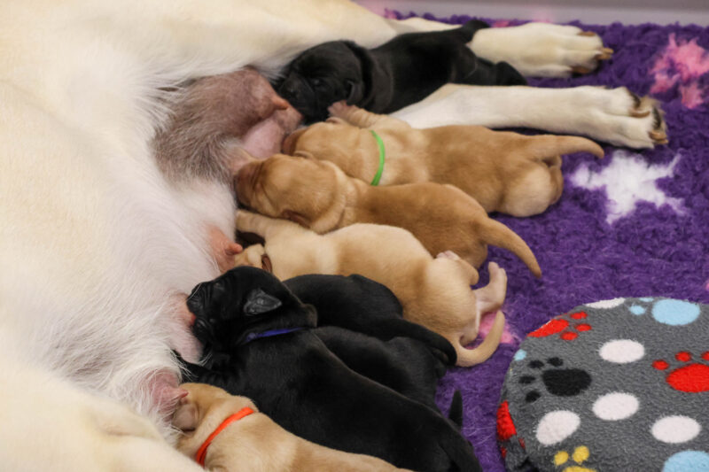 Sadie Pups Jan 2026