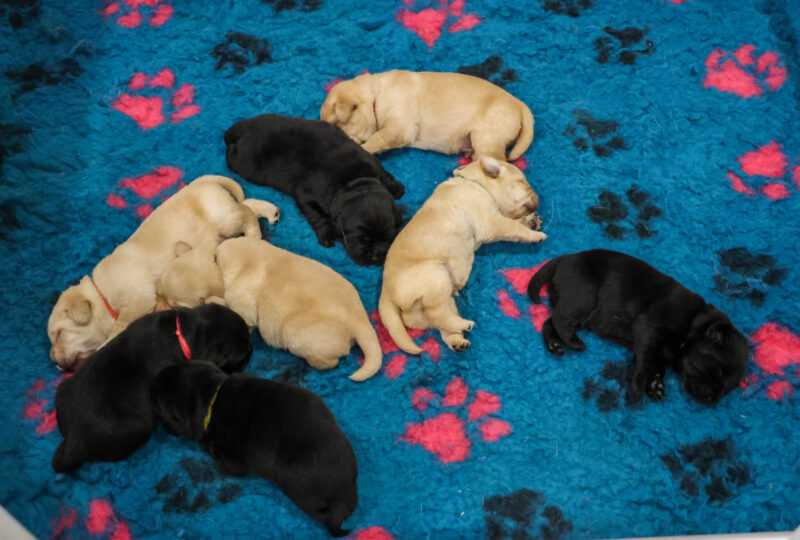 Sadie Litter