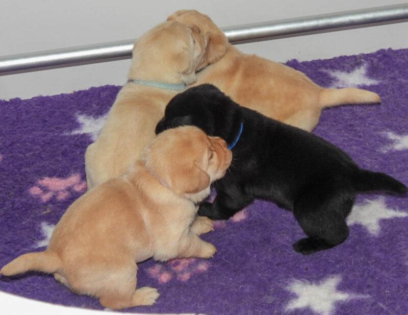 Luna Litter