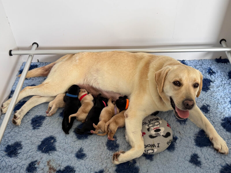 Luna Litter Jan 2026
