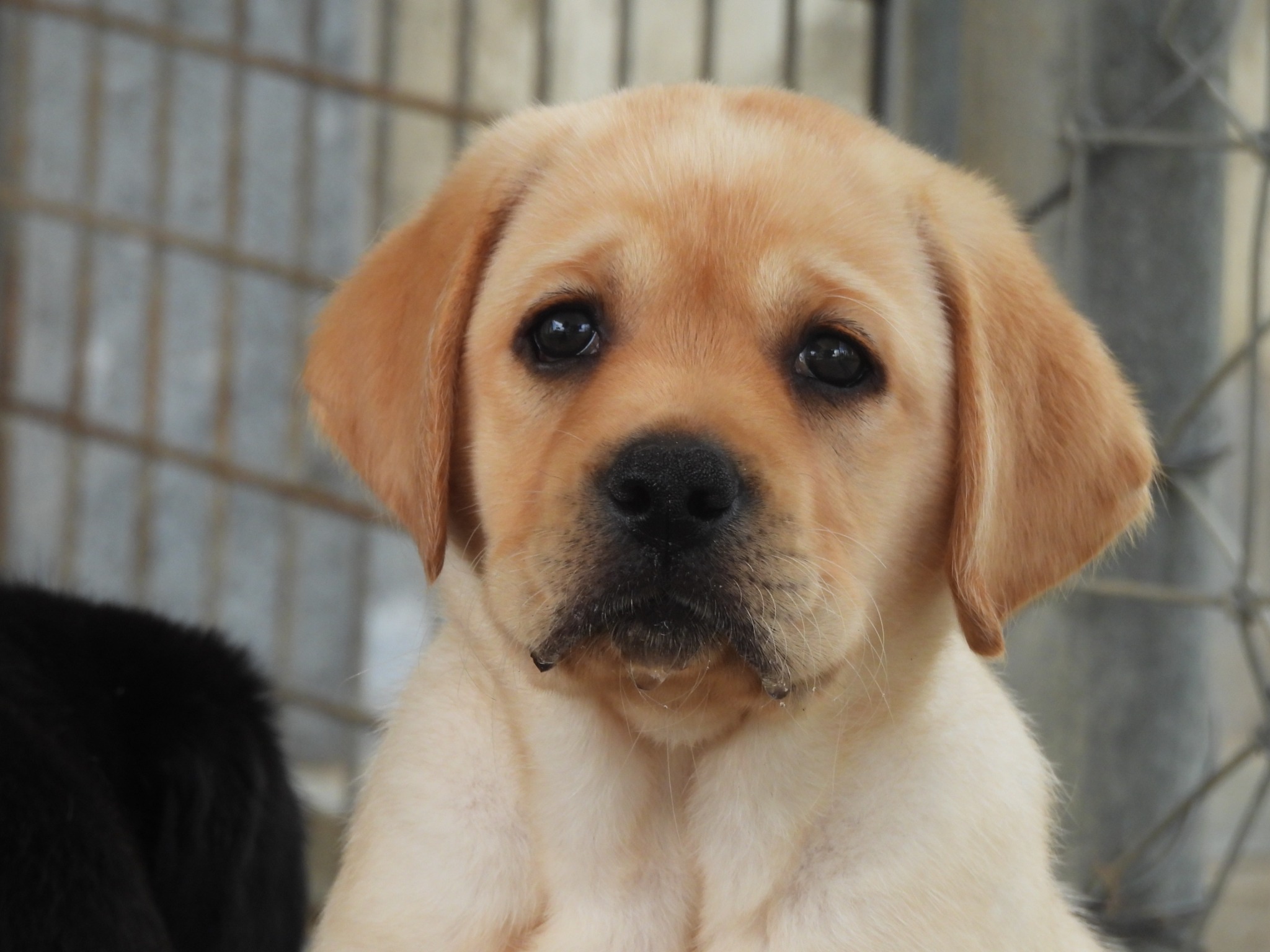 Yellow Labrador puppy at Dowlfalls Labradors