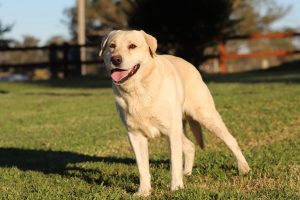 Benson