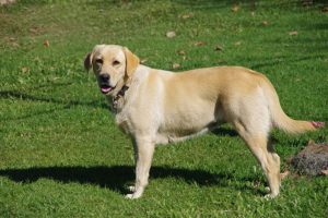 Dixie