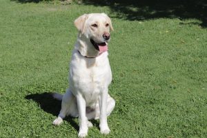 Lilly