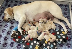 Izzy with her Puppies