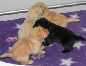 Luna Litter