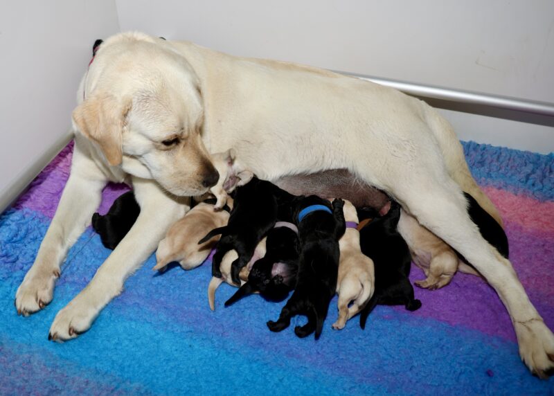 Flick & Storm puppies — photograph 1