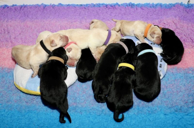 Flick & Storm puppies — photograph 2