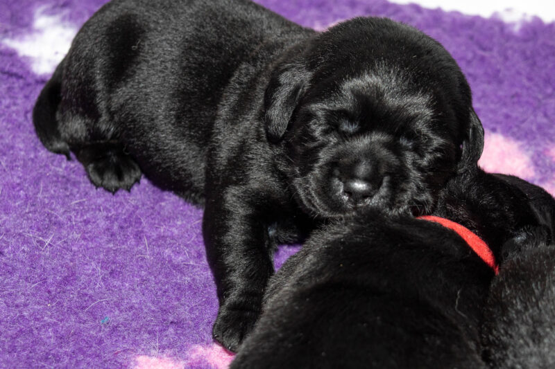 Zena & Bass puppies — photograph 2