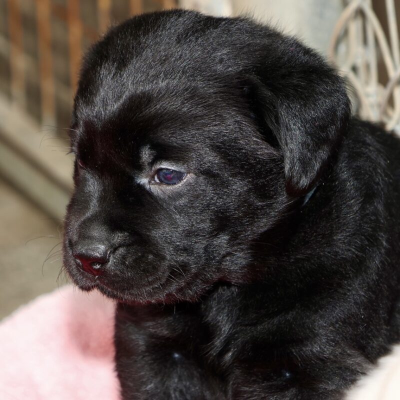 Pearl & Ryder puppies — photograph 2