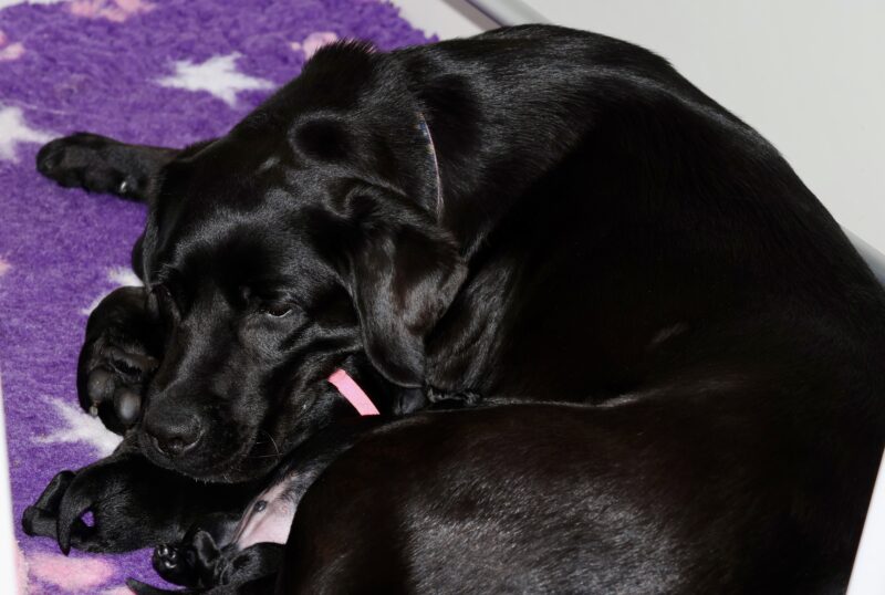 Zena & Bass puppies — photograph 1