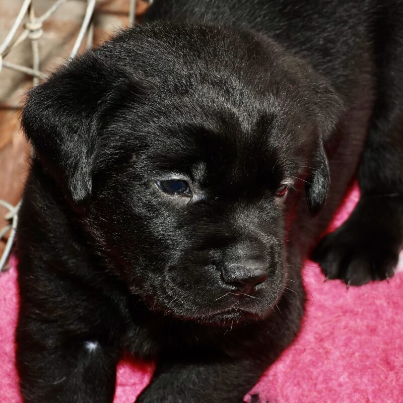 Pearl & Ryder puppies — photograph 1